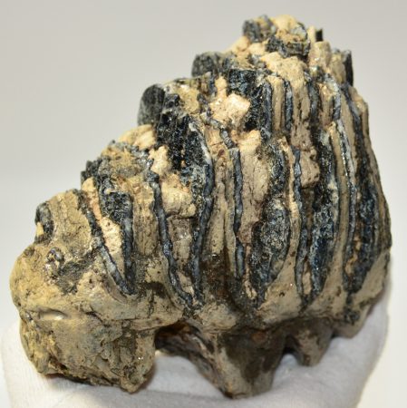 Mammuthus meridionalis részleges fog (1291 gramm)