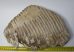 Mammuthus primigenius fog (4097 gramm) gyapjas mamut