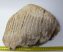 Mammuthus primigenius tooth (4097 grams) Woolly Mammoth