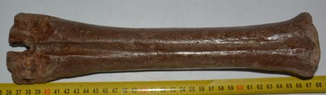 Bison priscus metatarsus csont (312 mm)