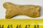 Ursus spelaeus toe bone (43 mm) proximal phalanges