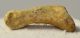 Ursus spelaeus toe bone (43 mm) proximal phalanges