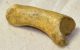 Ursus spelaeus toe bone (43 mm) proximal phalanges