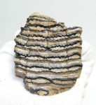 Mammuthus primigenius részleges fog (232 gramm)