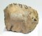 Mammuthus primigenius partial tooth (232 grams)
