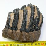 Mammuthus meridionalis partial tooth (890 grams)