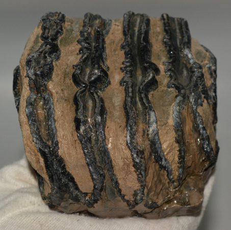 Mammuthus meridionalis partial tooth (992 grams) SOLD (E) 10 Mammuthus meridionalis partial tooth (992 grams) SOLD (E) 10
