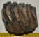Mammuthus meridionalis partial tooth (992 grams) SOLD (E) 10 Mammuthus meridionalis partial tooth (992 grams) SOLD (E) 10