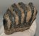 Mammuthus meridionalis partial tooth (992 grams) SOLD (E) 10 Mammuthus meridionalis partial tooth (992 grams) SOLD (E) 10