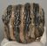 Mammuthus meridionalis partial tooth (992 grams) SOLD (E) 10 Mammuthus meridionalis partial tooth (992 grams) SOLD (E) 10