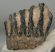 Mammuthus meridionalis partial tooth (992 grams) SOLD (E) 10 Mammuthus meridionalis partial tooth (992 grams) SOLD (E) 10