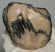 Mammuthus meridionalis partial tooth (992 grams) SOLD (E) 10 Mammuthus meridionalis partial tooth (992 grams) SOLD (E) 10