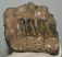 Mammuthus meridionalis partial tooth (992 grams) SOLD (E) 10 Mammuthus meridionalis partial tooth (992 grams) SOLD (E) 10