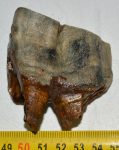    Woolly Rhino partial lower tooth (127 grams) Coelodonta antiquitatis