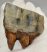  Woolly Rhino partial lower tooth (127 grams) Coelodonta antiquitatis