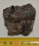 Lophiodon lautricense partial upper tooth from France