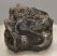 Lophiodon lautricense partial upper tooth from France