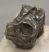 Lophiodon lautricense partial upper tooth from France