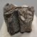 Lophiodon lautricense partial upper tooth from France