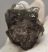 Lophiodon lautricense partial upper tooth from France