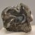 Lophiodon lautricense partial upper tooth from France