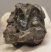 Lophiodon lautricense partial upper tooth from France