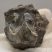 Lophiodon lautricense partial upper tooth from France