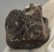 Lophiodon lautricense partial upper tooth from France