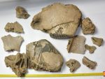   Mammuthus primigenius részleges koponya (19650 gramm) gyapjas mamut