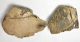 Mammuthus primigenius részleges koponya (19650 gramm) gyapjas mamut