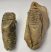 Mammuthus primigenius részleges koponya (19650 gramm) gyapjas mamut