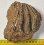 Mammuthus sp. részleges fog (806 gramm)