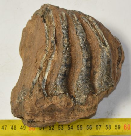 Mammuthus sp. részleges fog (806 gramm)