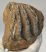 Mammuthus sp. részleges fog (806 gramm)