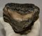 Mammuthus meridionalis tooth (1697 grams) Southern Mammoth