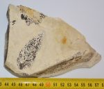 Quercus sp. leaf fossil from Erdőbénye SOLD (DDF) 02