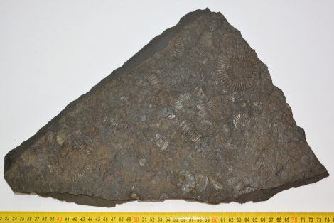 Legalább 25 db Dactyloceras ammonitesz kő lapon