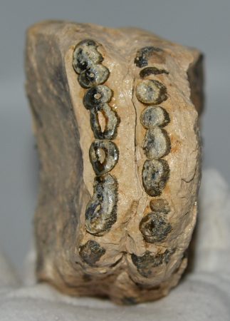 Mammuthus cf. meridionalis részleges fog (1047 gramm) ELFOGYOTT (R) 06