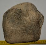 Mammuthus meridionalis partial astragalus bone (2219 grams)