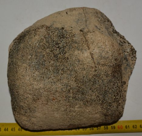 Mammuthus meridionalis partial astragalus bone (2219 grams)