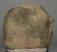 Mammuthus meridionalis partial astragalus bone (2219 grams)