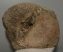 Mammuthus meridionalis partial astragalus bone (2219 grams)