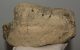 Mammuthus meridionalis partial astragalus bone (2219 grams)