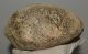 Mammuthus meridionalis partial astragalus bone (2219 grams)