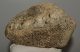Mammuthus meridionalis partial astragalus bone (2219 grams)
