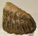 Mammuthus meridionalis partial tooth (1677 grams)