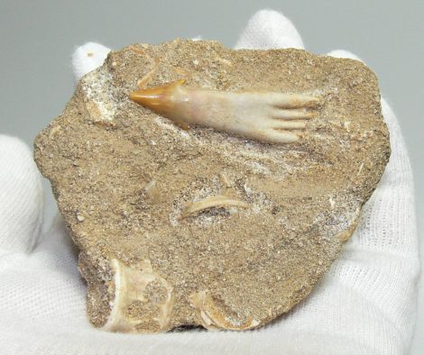 Onchosaurus maroccanus tooth Schizorhiza 