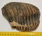 Mammuthus primigenius tooth (1073 grams) Woolly mammoth