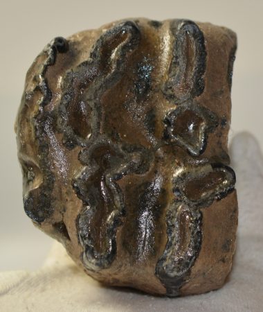 Mammuthus meridionalis részleges fog (613 gramm)
