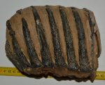 Mammuthus meridionalis részleges fog (3381 gramm)